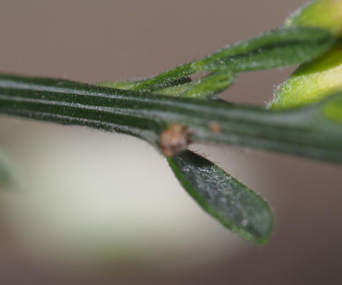 Broom, White Spanish leaf